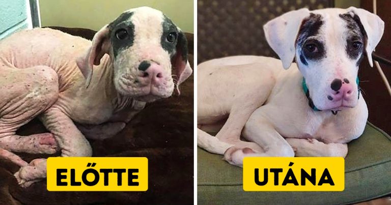 20 fotó az állatokról örökbefogadás előtt és után