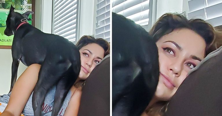 20 házi kedvenc, akik elfelejtették az intim szféra jelentését