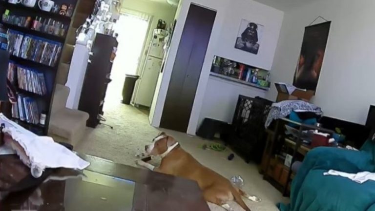 A kutya játékból szétharapott egy akkumulátort, ezzel majdnem felgyújtva az egész házat