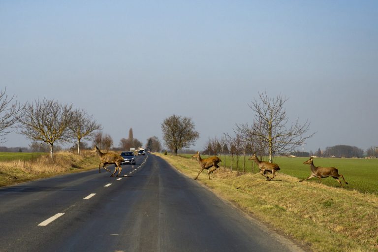 A TEK közölte, hogyan kell elgázolni egy állatot
