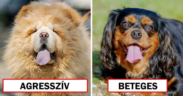 Állatorvosok felfednek 8 kutyafajtát, amit személy szerint soha nem tartanának