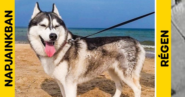 Ennyit változott a népszerű kutyafajták kinézete az elmúlt 100 évben