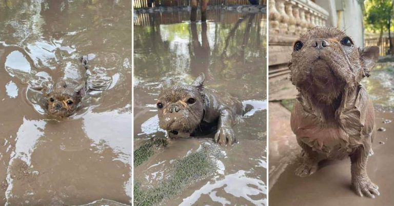 Ezek az emberek háziállatokat szereztek és ezzel elbúcsúztak az unalmas, normális élettől