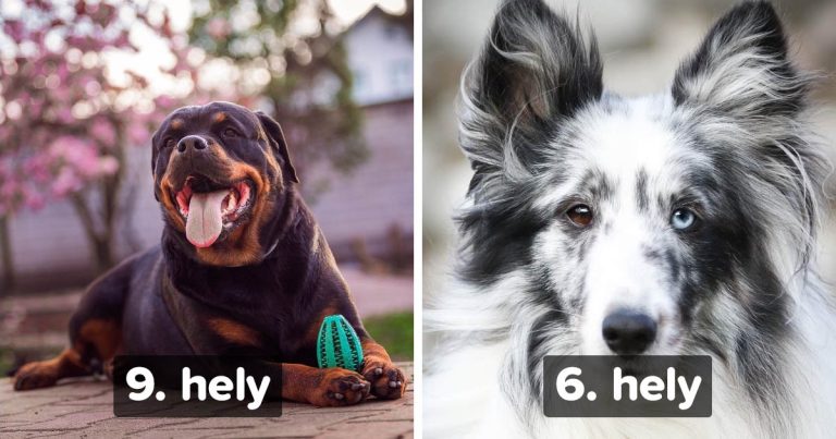 Tudósok összegyűjtötték a 20 legokosabb kutyafajtát: ezek igazi Einsteinek a négylábúak világában