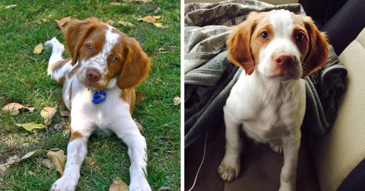 Legokosabb kutyák listája 2