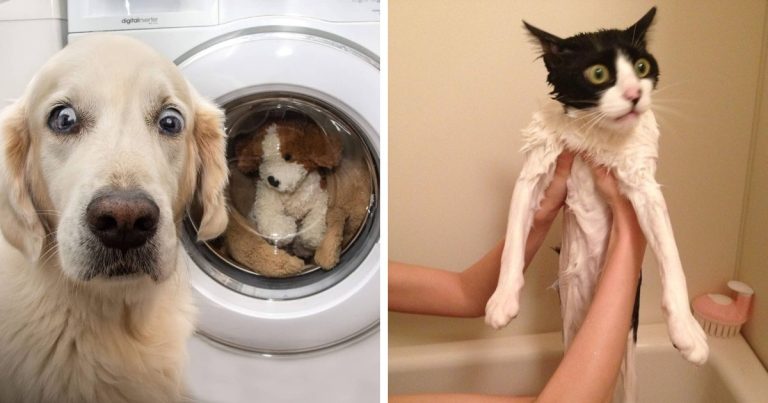 Vicces fotók, amik jól mutatják, hogy a háziállatokat néha nagyon összezavarja az emberi világ
