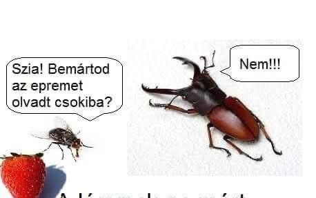 Bemártod az epremet