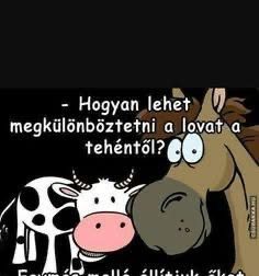 Hogyan lehet a megkülönböztetni a lovat a tehéntől?