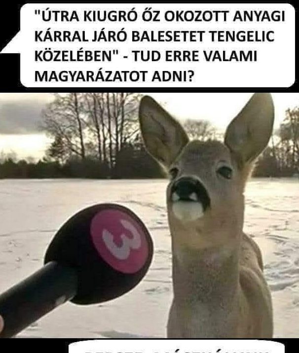 Útra kiugró őz