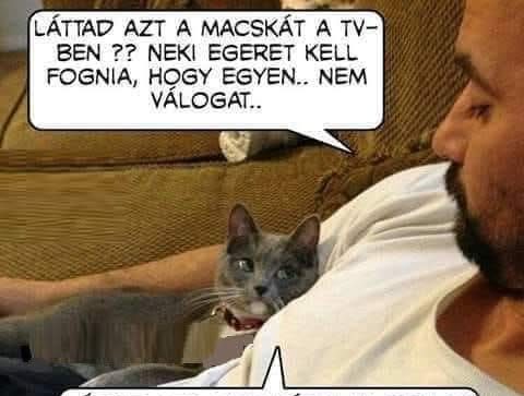 Láttad azt a macskát?