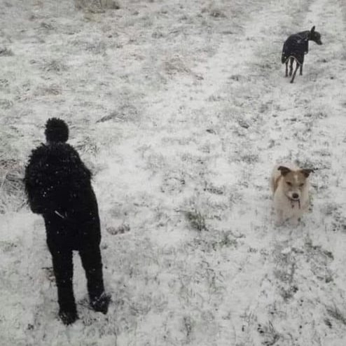 Ha a képen két kutyát és a gazdájukat látod, akkor nézd meg még egyszer, mert az agyad átver téged!